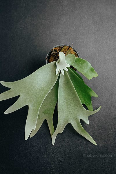 Platycerium willinckii Yellow Moon × Cloud Series sporeling – rare hybrid staghorn fern