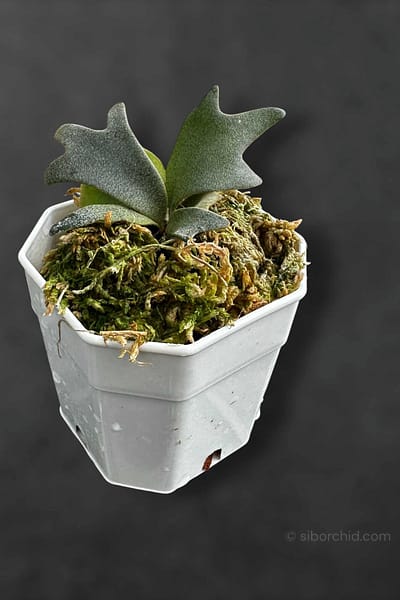 Platycerium willinckii
