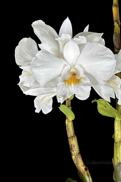 Dendrobium formosum