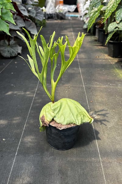 platycerium ridleyi pakarang