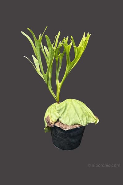 Platycerium ridleyi Pakarang