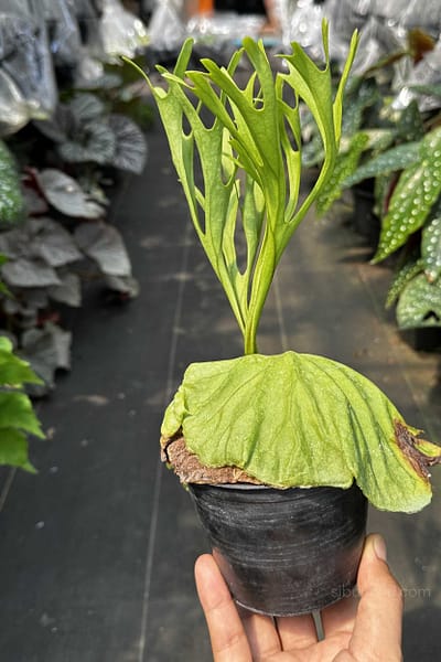 platycerium ridleyi pakarang