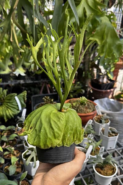 platycerium ridleyi pakarang