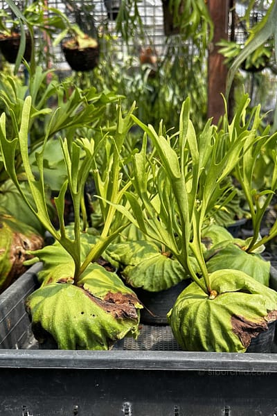 platycerium ridleyi pakarang
