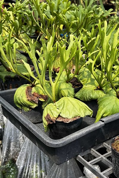 platycerium ridleyi pakarang