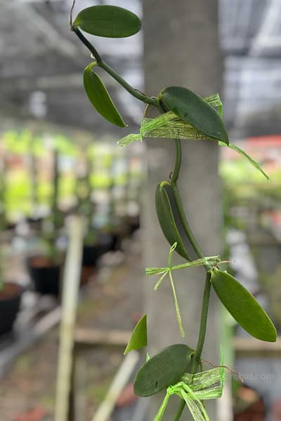 Vanilla planifolia Plant for grow
