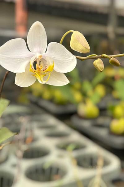 Phalaenopsis amabilis
