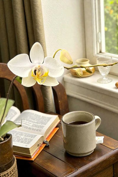 Phalaenopsis amabilis