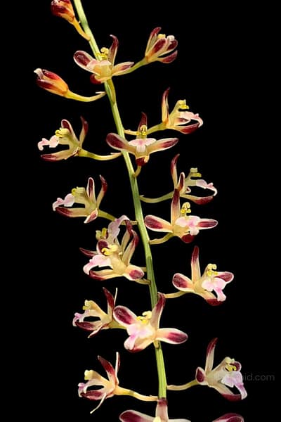 Acriopsis indica