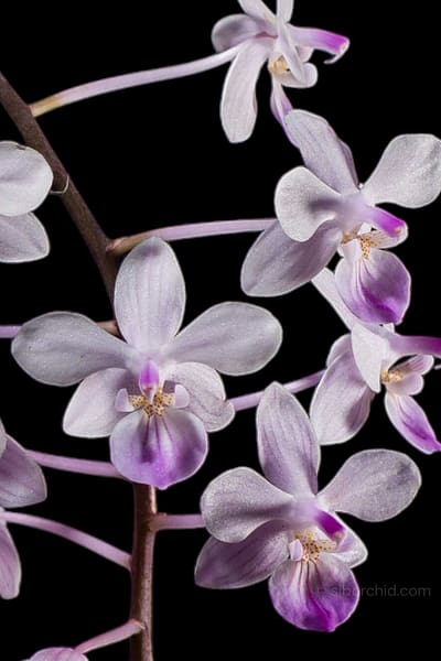 Phalaenopsis lindenii