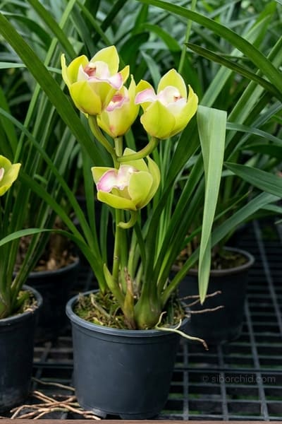 Cymbidium Green Pink Lip Orchid