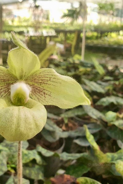 Paphiopedilum malipoense