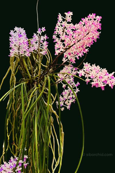 Seidenfadenia mitrata