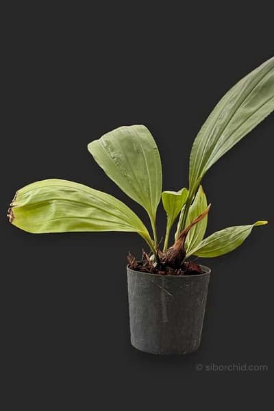 Stanhopea tricornis