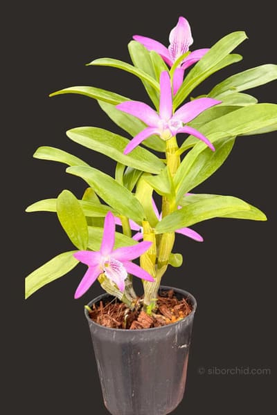 Dendrobium Rainbow Dance (Hybrid)