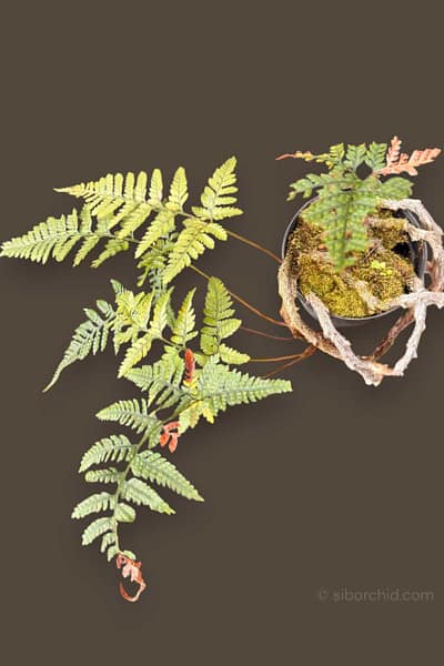 Home - Davallia fejeensis Rabbit’s Foot Fern