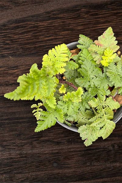 Home - Davallia fejeensis Dwarf Form