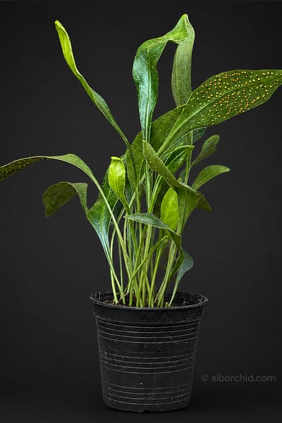 Home - microsorum siamensis