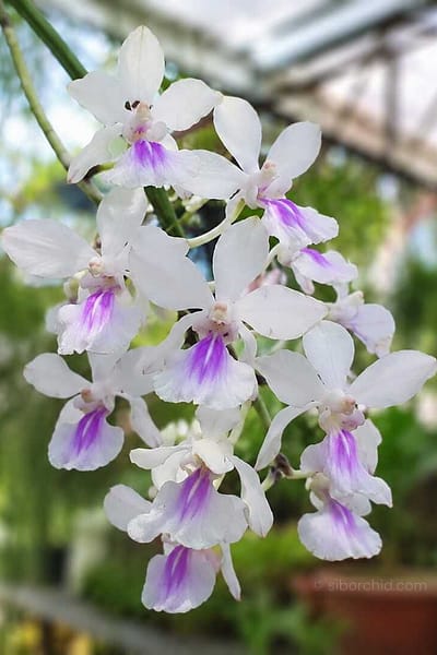 Holcoglossum amesianum