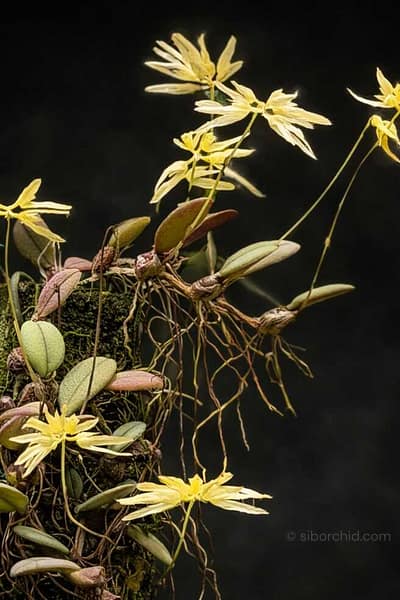 Bulbophyllum purpurascens 2026-06-27 at 17.56.55