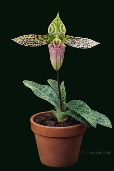 Paphiopedilum sukhakulii