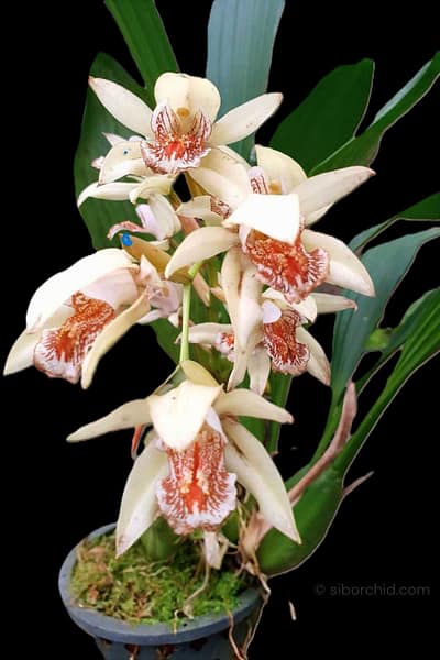 Coelogyne asperata