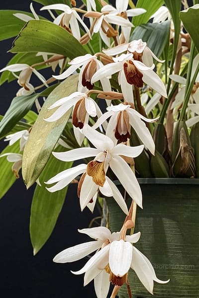 Coelogyne-Pachystachya