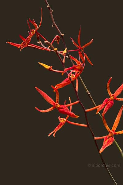 Home - Renanthera matutina (Blooming Size)