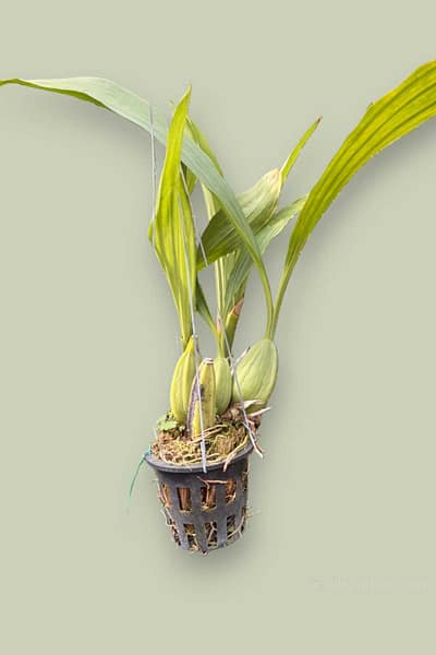 Home - Coelogyne pendurata