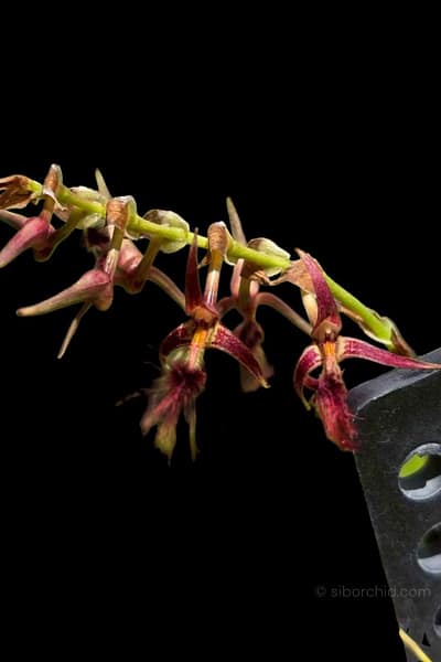 Bulbophyllum barbigerum