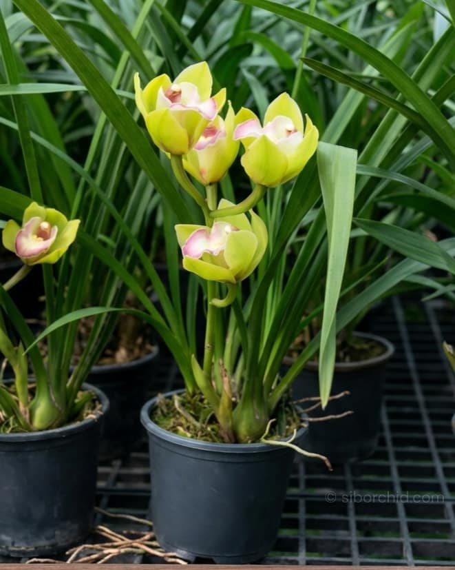 Cymbidium Green Pink Lip (Small - Medium) - Cymbidium Green Pink Lip Orchid