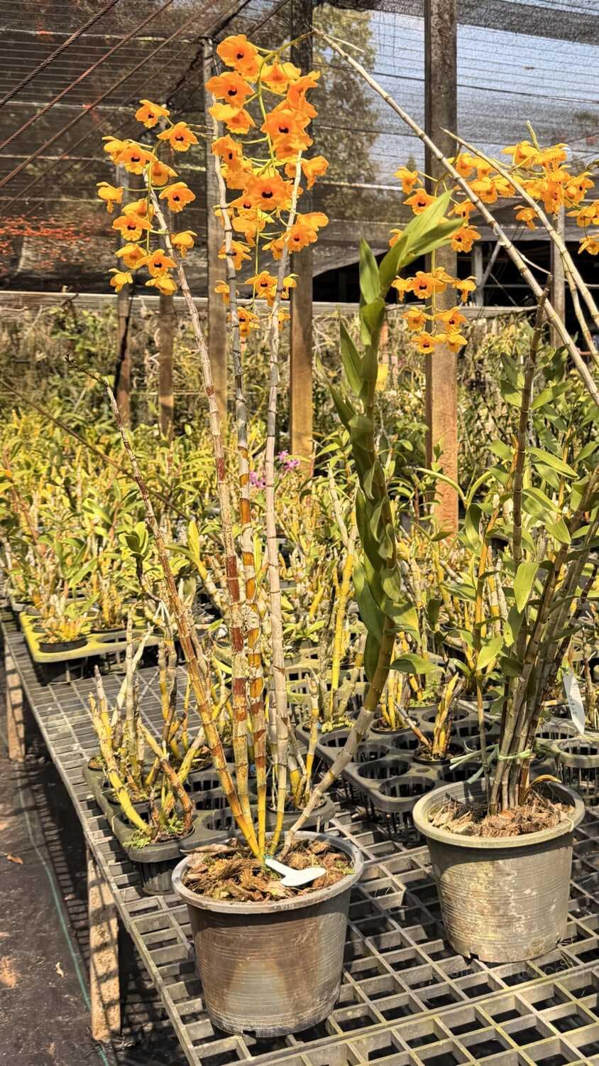 The "Golden Dragon" of Orchids: A Complete Guide to Dendrobium fimbriatum - Orchid Care & Growing Guides Dendrobium fimbriatum