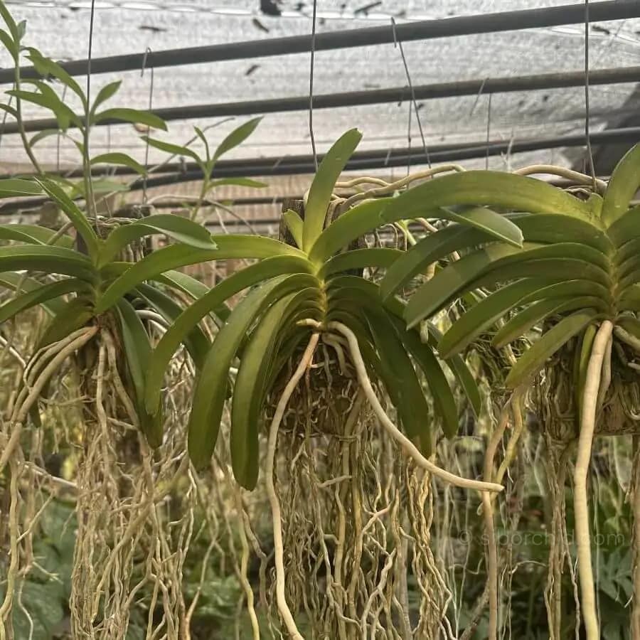 Rhynchostylis coelestis var. pink - Rhynchostylis coelestis var. pink