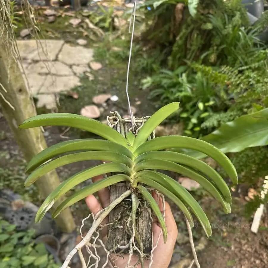 Rhynchostylis coelestis var. pink - Rhynchostylis coelestis var. pink