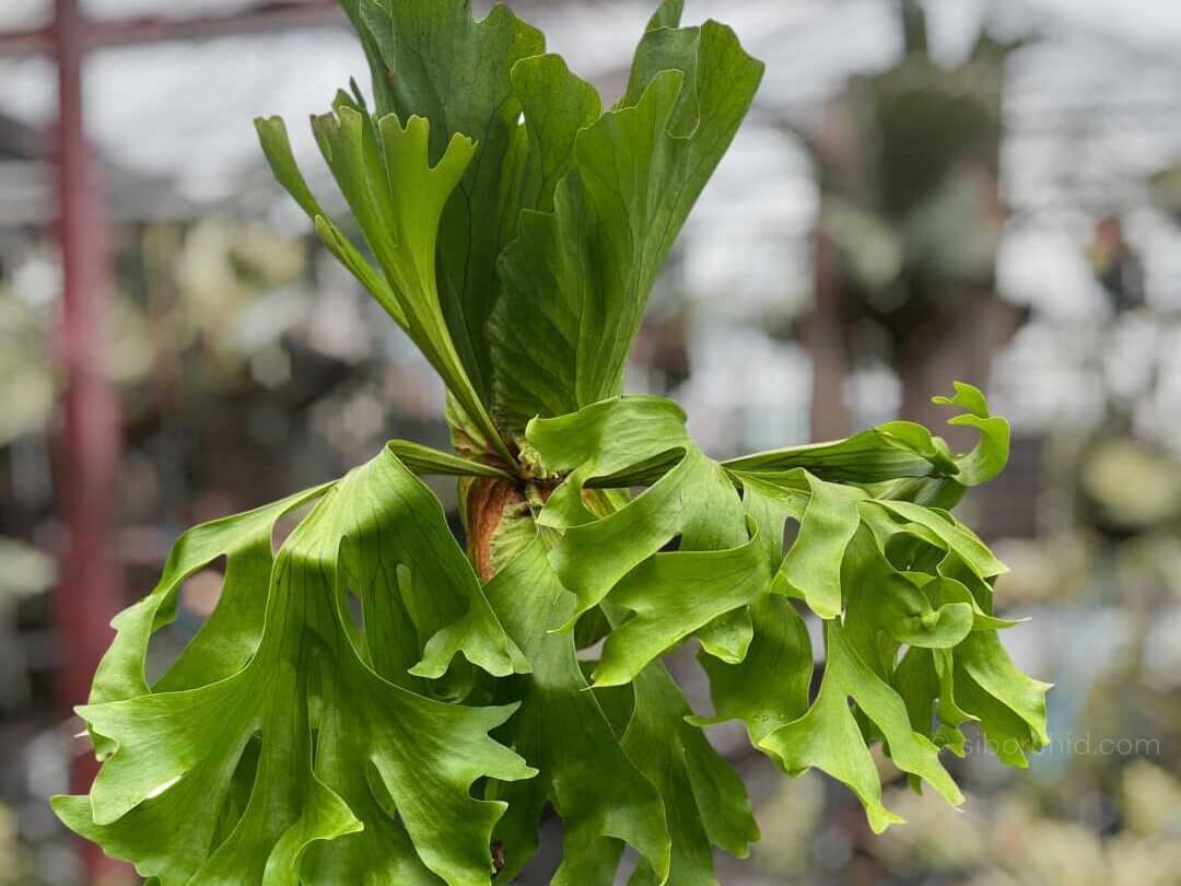 What Are Platycerium? The Unique and Exotic Staghorn Ferns orchid from Houseplants & Ferns