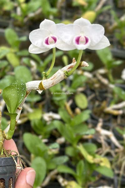 Dendrobium parishii var. semi-alba 4N