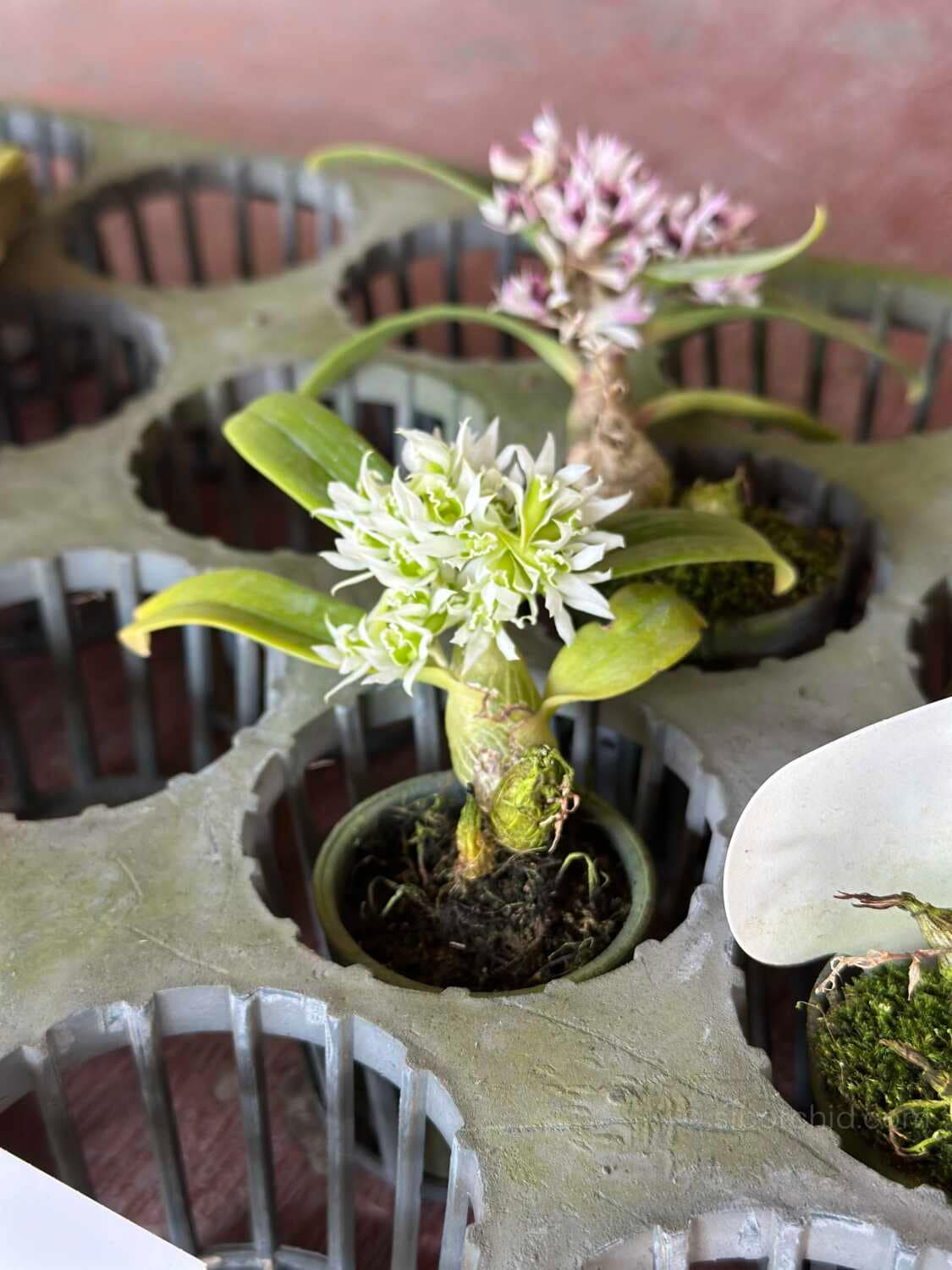 Dendrobium peguanum Alba