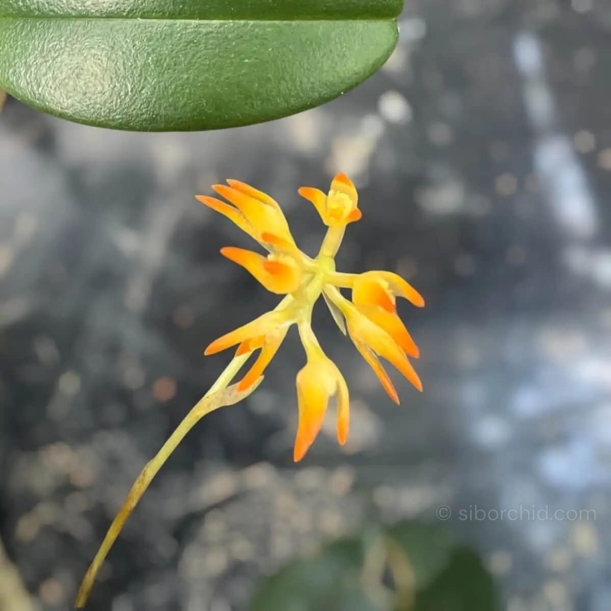 Bulbophyllum ovatum "Normal Size" - Bulbophyllum ovatum "Normal Size"