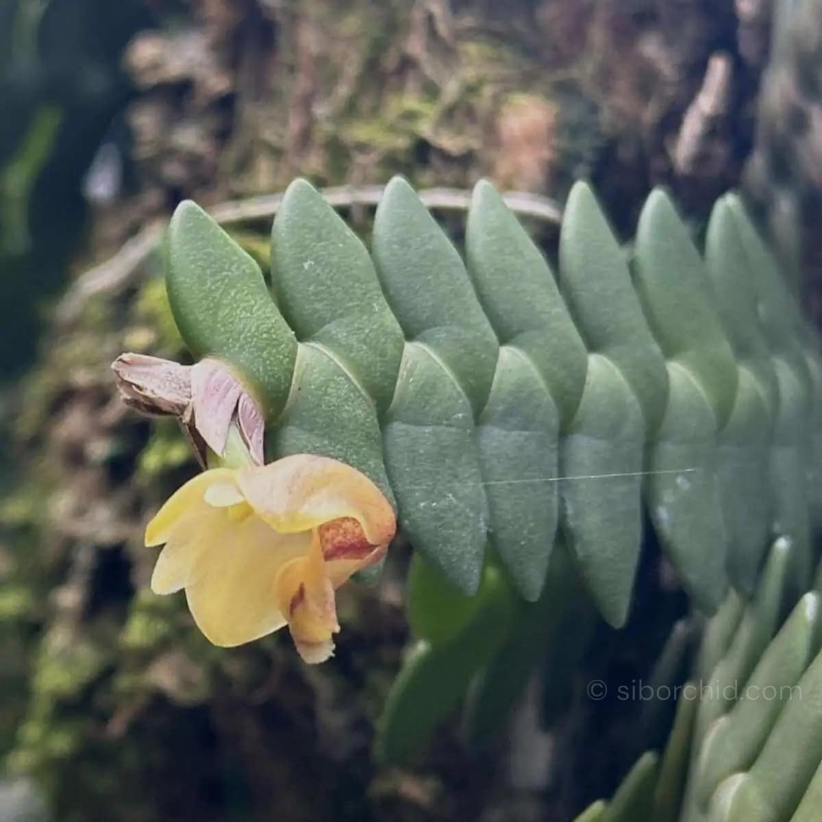 Dendrobium leonis