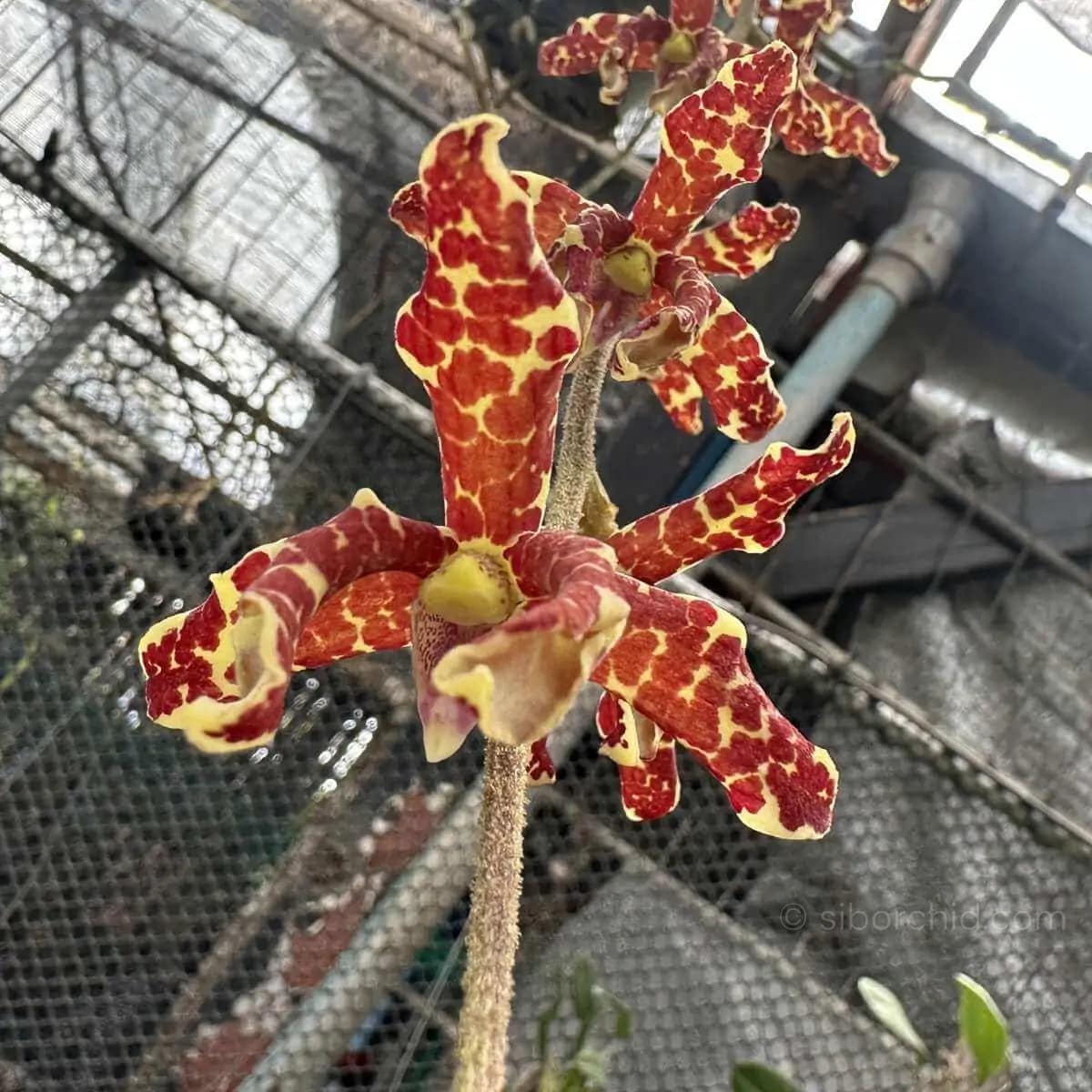 Dimorphorchis lowii - Image 3