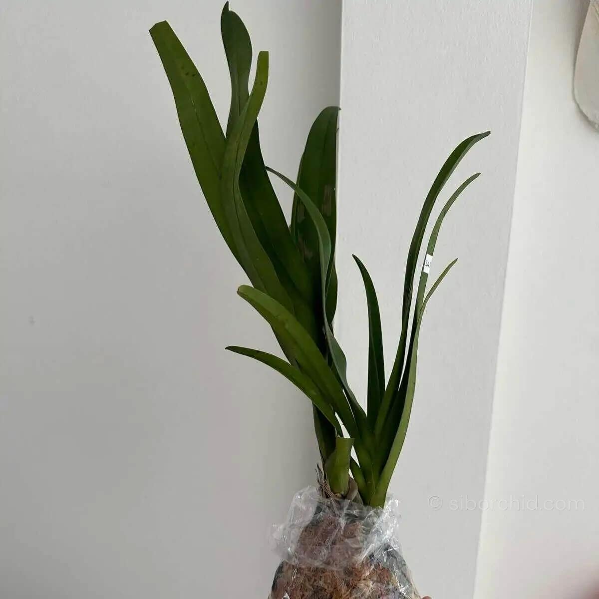 Dimorphorchis lowii for sale