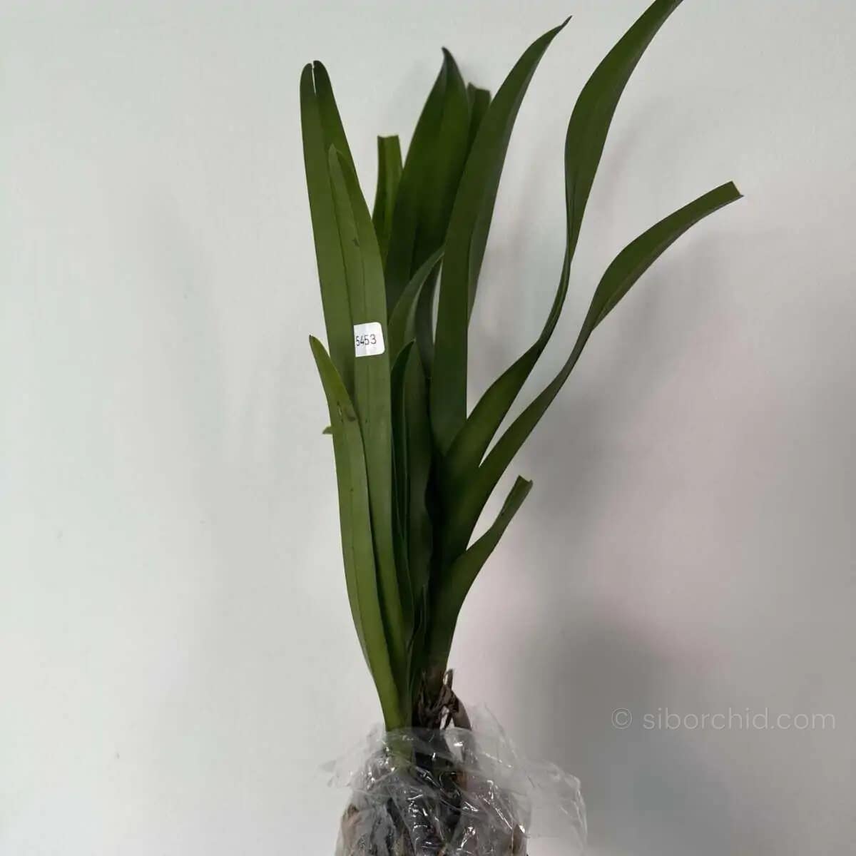 Dimorphorchis lowii for sale siborchid.com