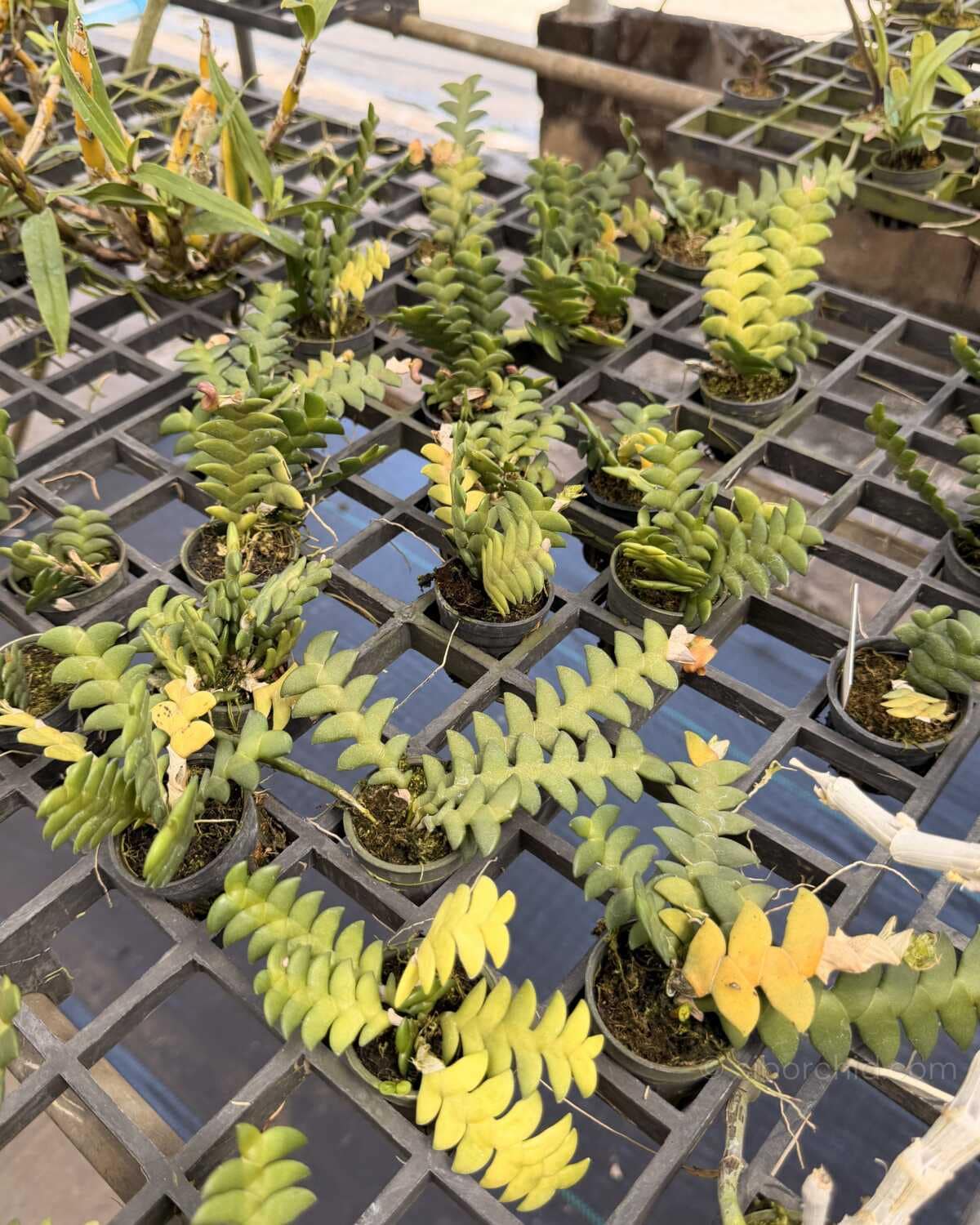 Dendrobium leonis