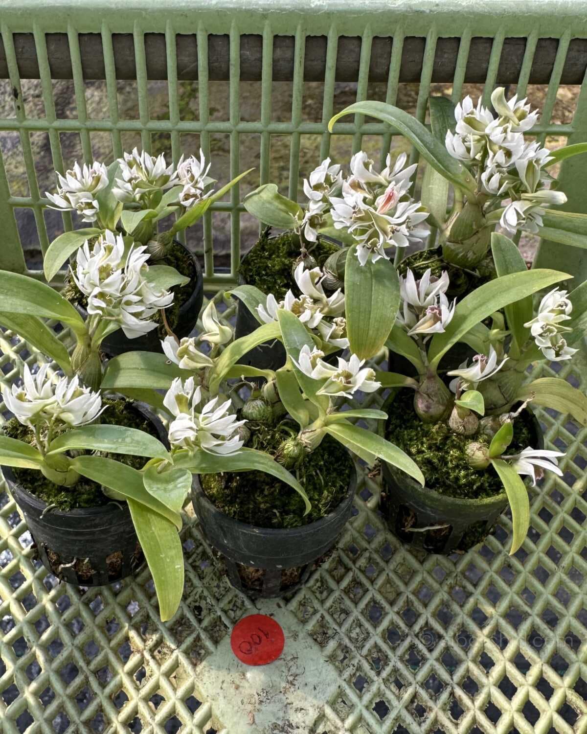 Dendrobium peguanum Alba