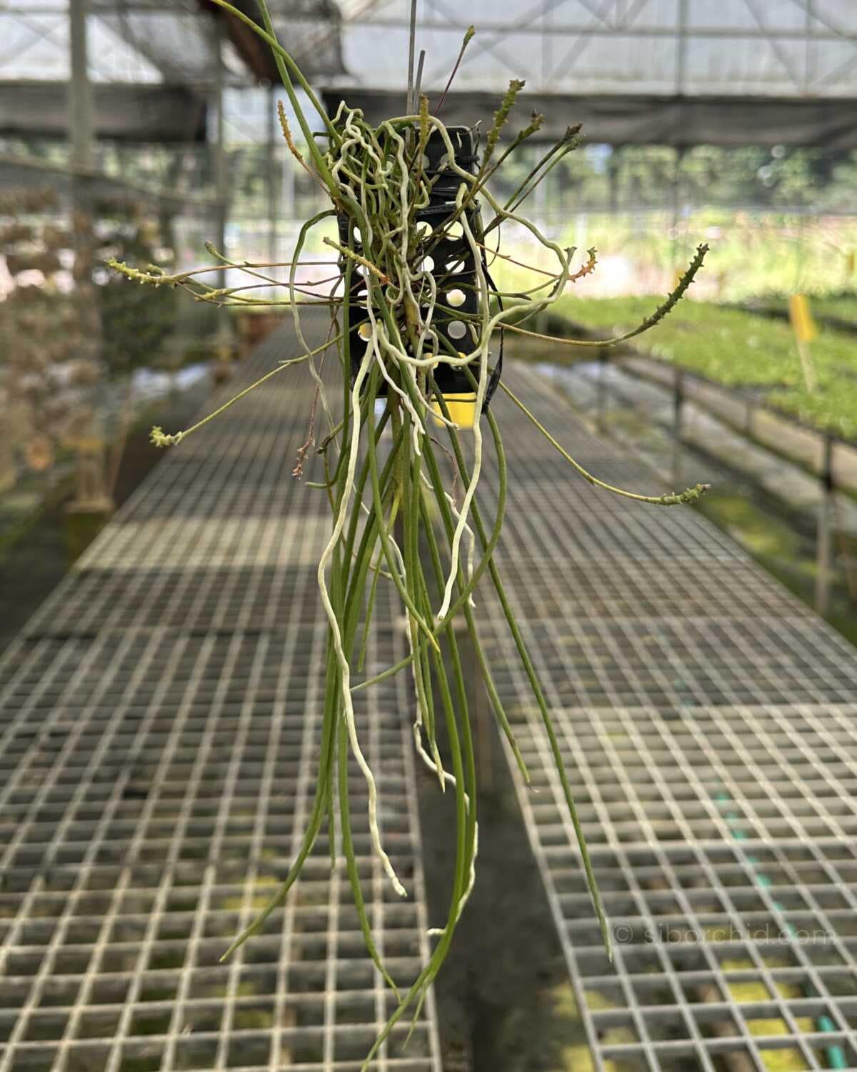 Thrixspermum filiforium - Thrixspermum filiforme