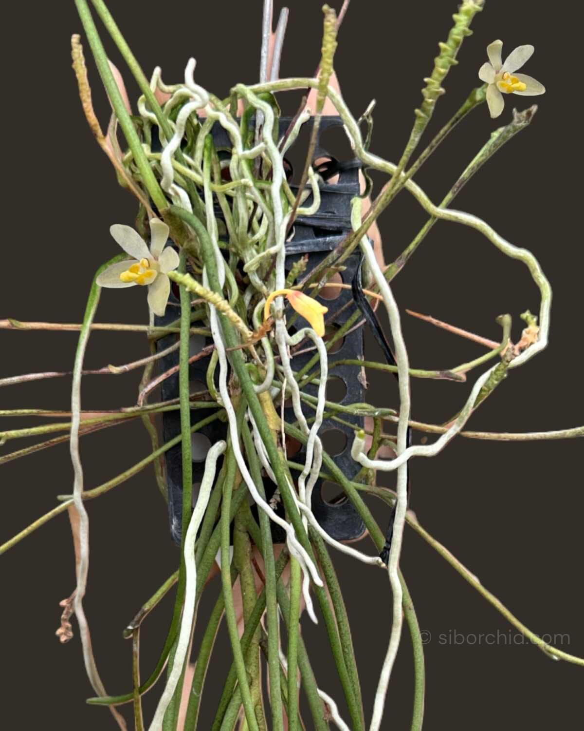 Thrixspermum filiforium - Thrixspermum filiforme