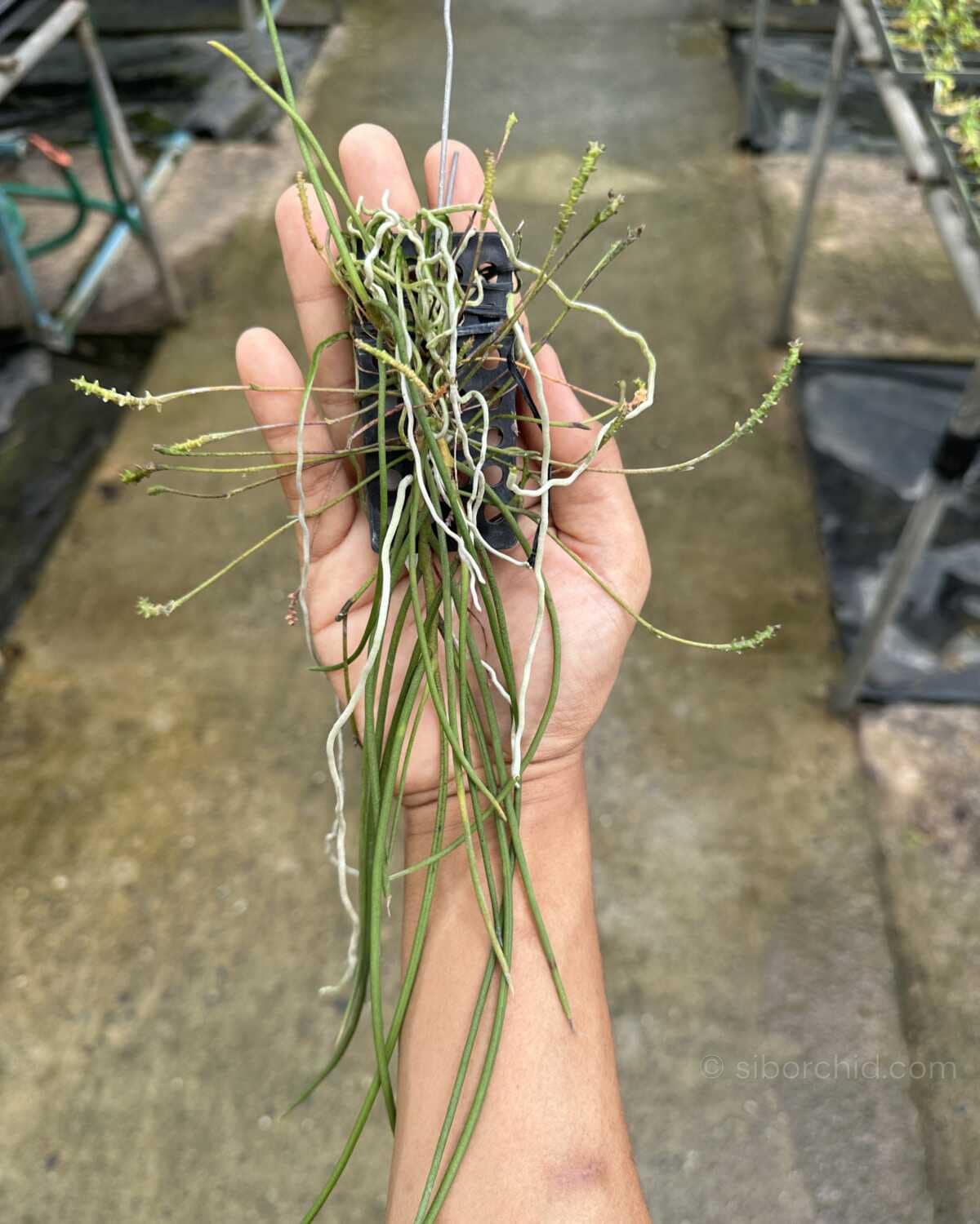 Thrixspermum filiforium - Thrixspermum filiforme