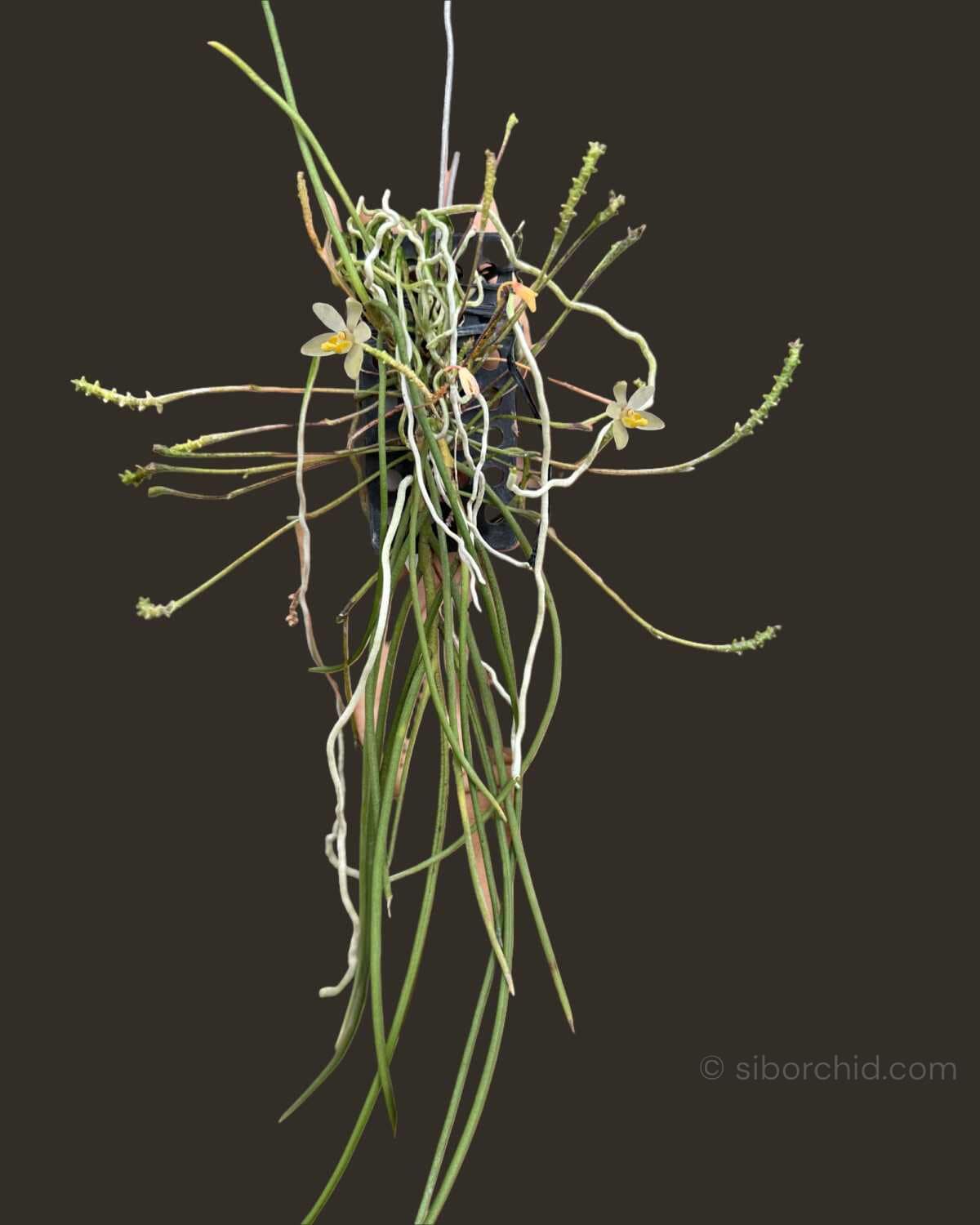 Thrixspermum filiforium - Thrixspermum filiforme