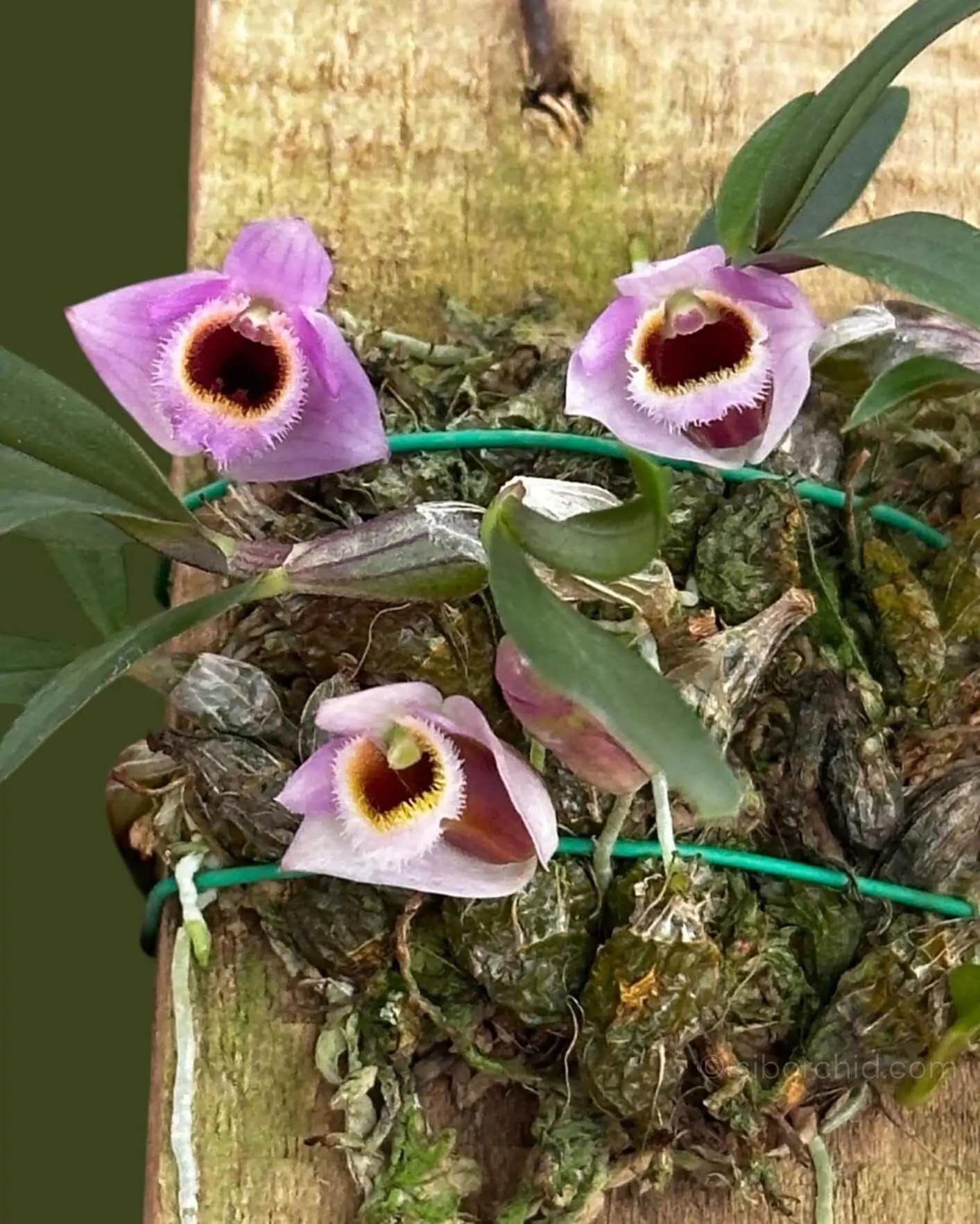 Dendrobium fuscifaucium