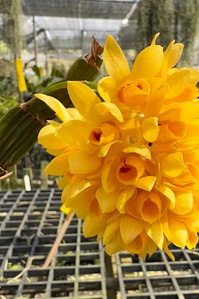 Dendrobium sulcatum (Small Size)